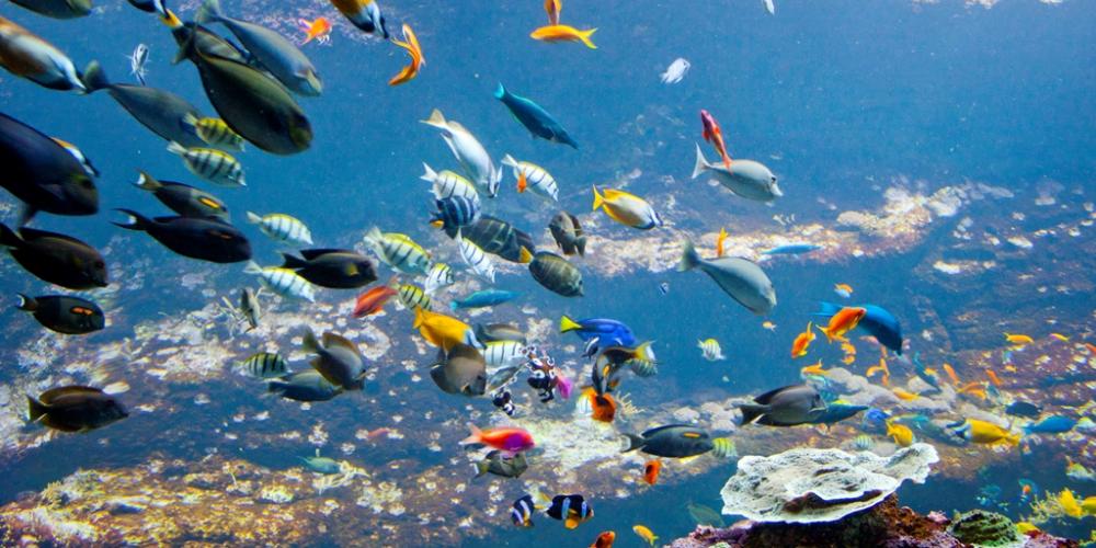 Aquarium Biarritz - Scolaire