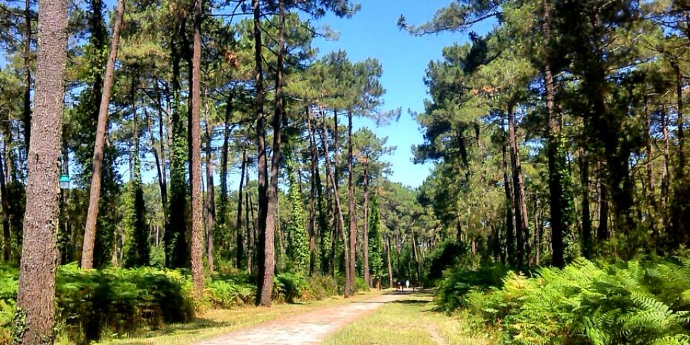 Découverte de la Forêt | Domaine du Pignada