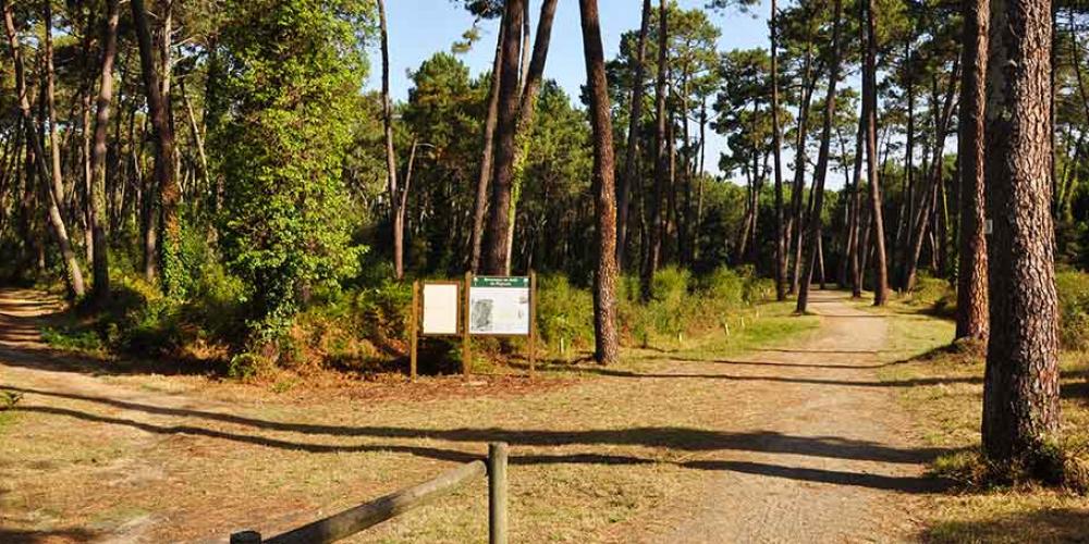 Découverte de la Forêt 