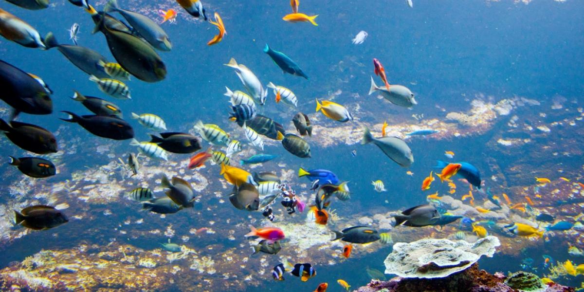 Aquarium Biarritz - Scolaire